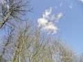 Oiseau sur la cime