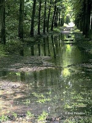 Reflets.jpg